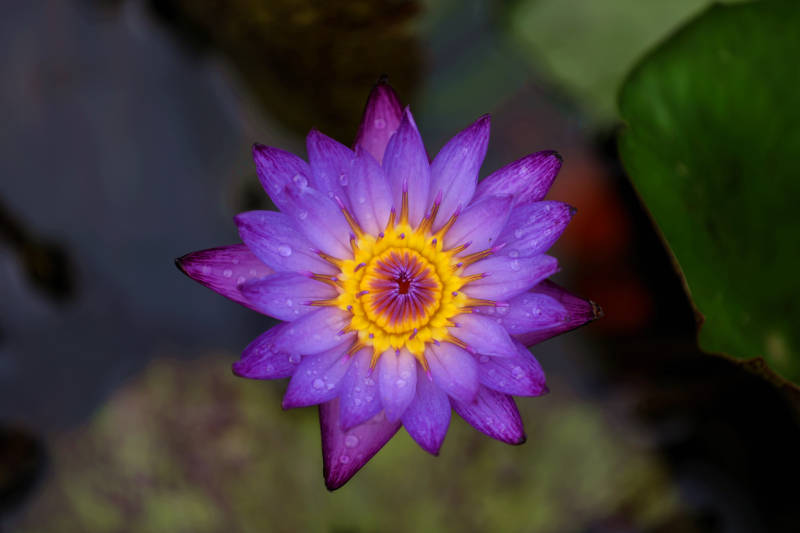 紫莲绽放 水珠点缀图片