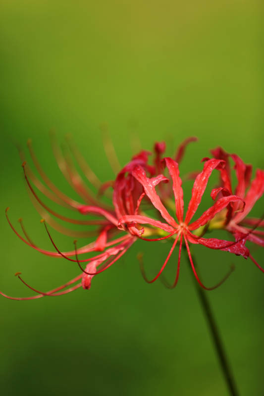 红花绿背景图片