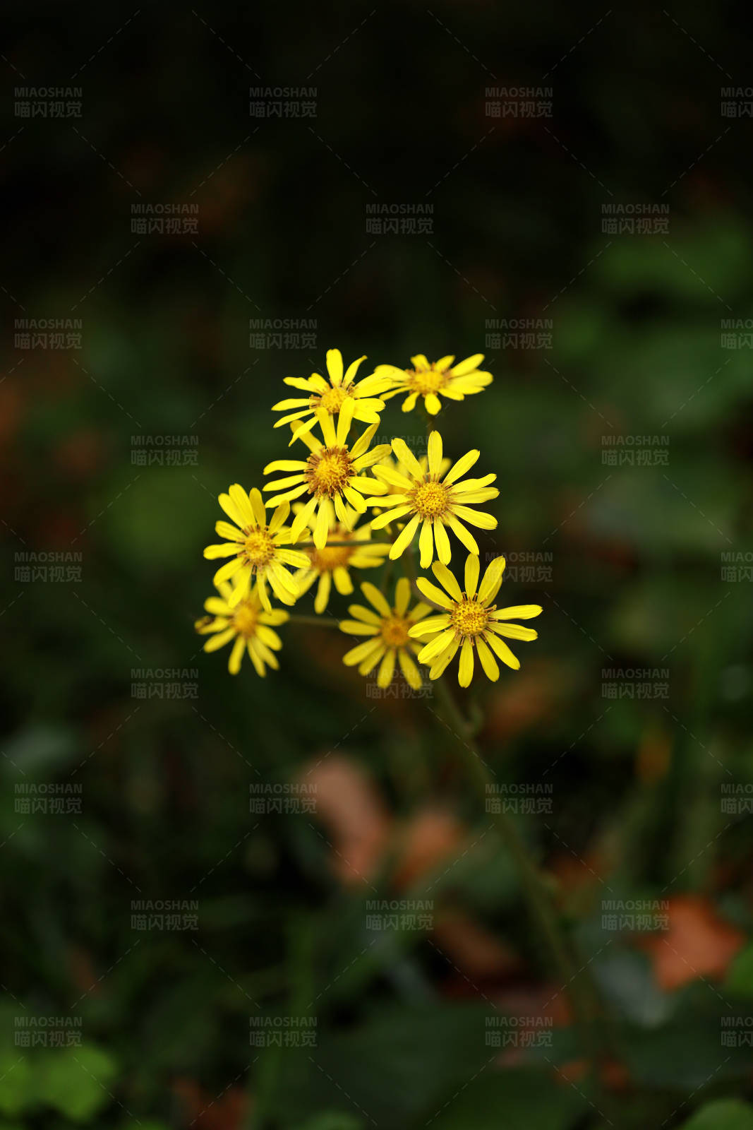 黄色野花特写图片