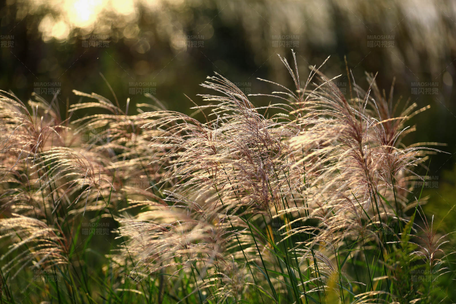 阳光下的芦苇图片
