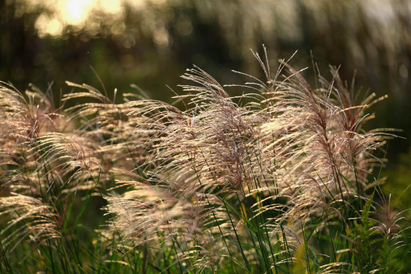 阳光下的芦苇图片