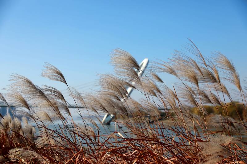 风中芦苇图片