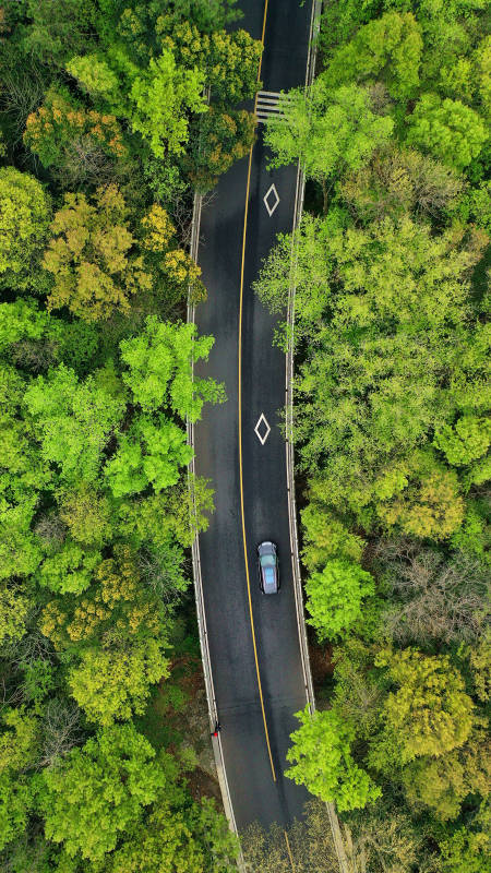 航拍初春时节南京紫金山森林中的公路图片