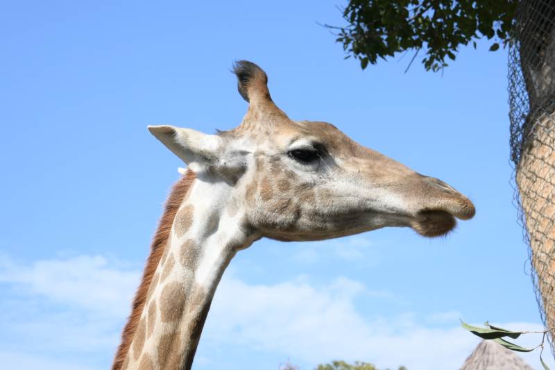 长颈鹿的天空图片