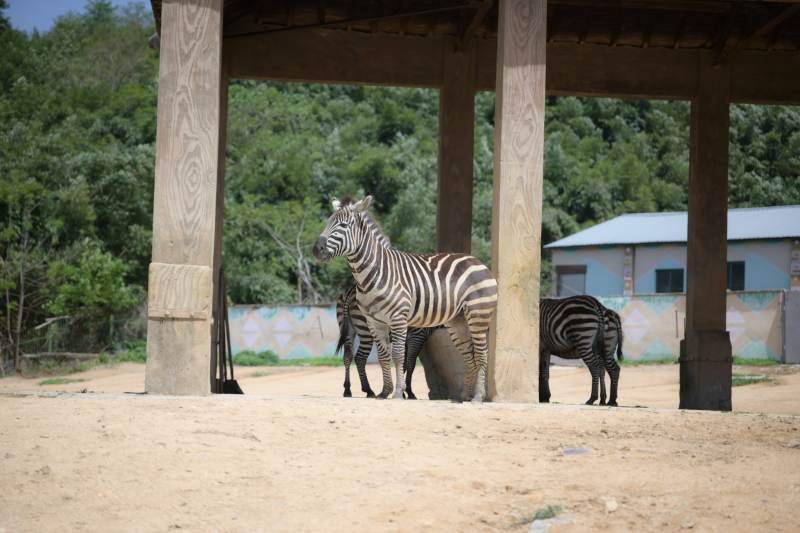 斑马在遮阳棚下休息图片