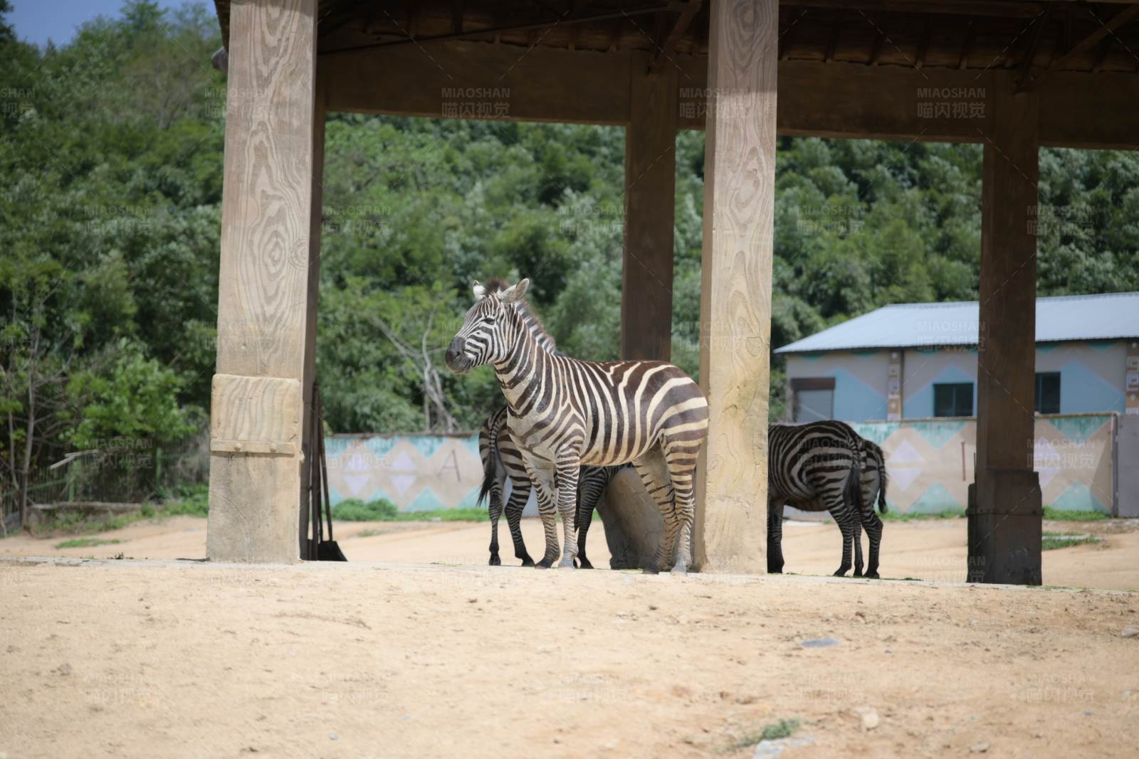 斑马在遮阳棚下休息图片