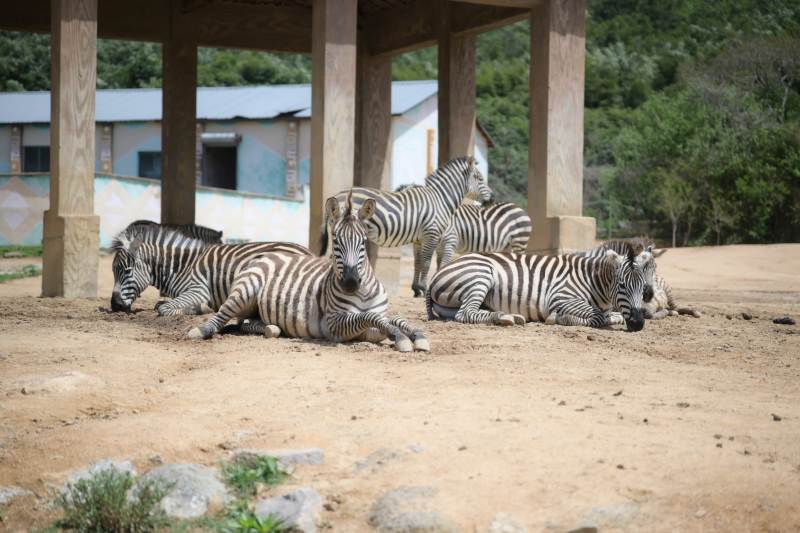 斑马群休息图片