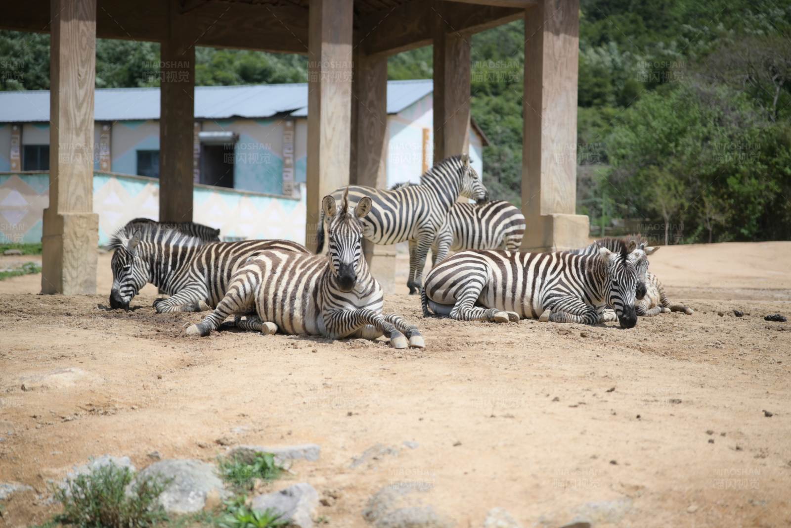 斑马群休息图片