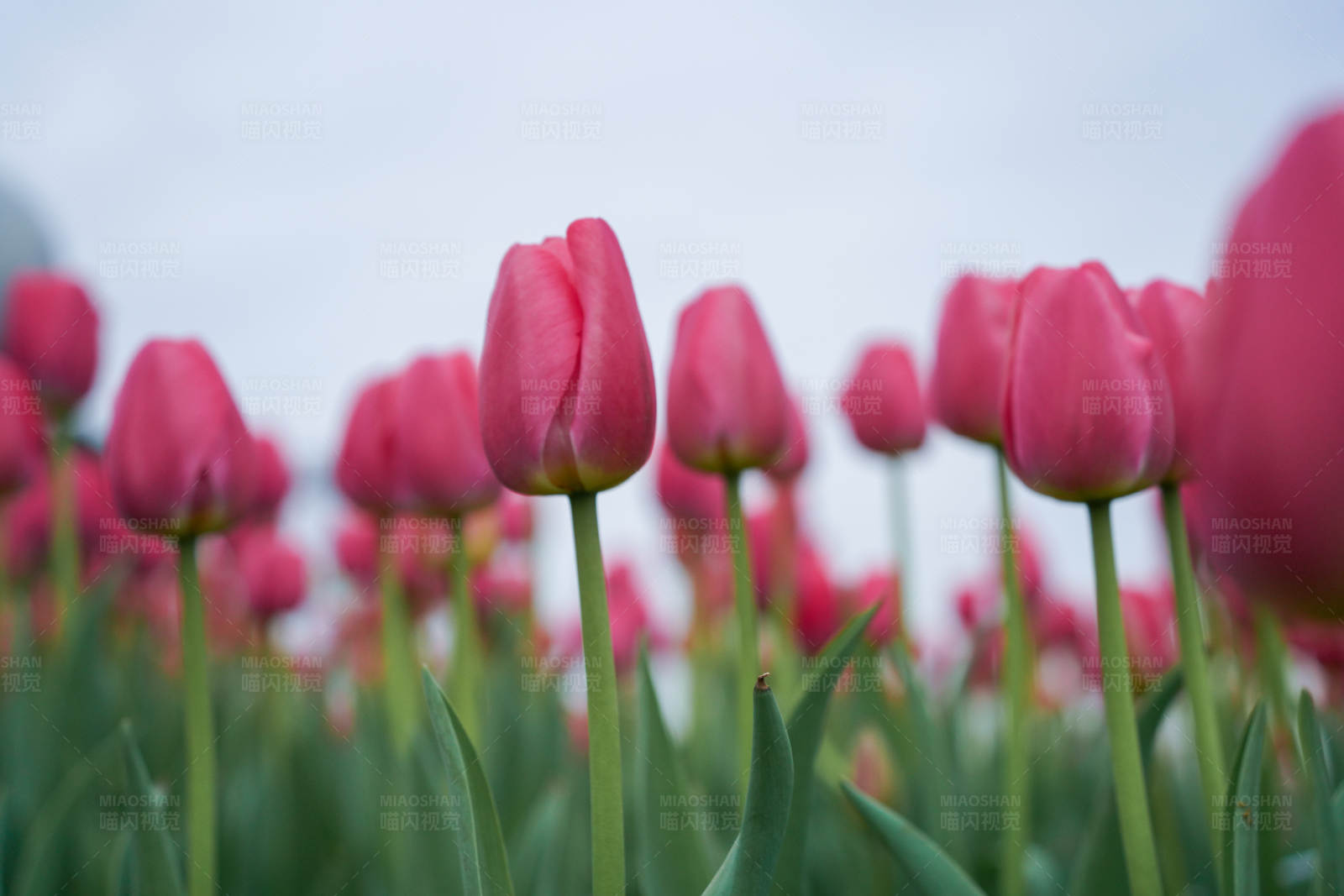 粉色郁金香花海图片