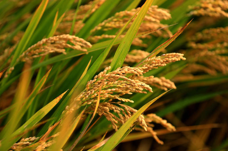 稻谷丰收的景象图片