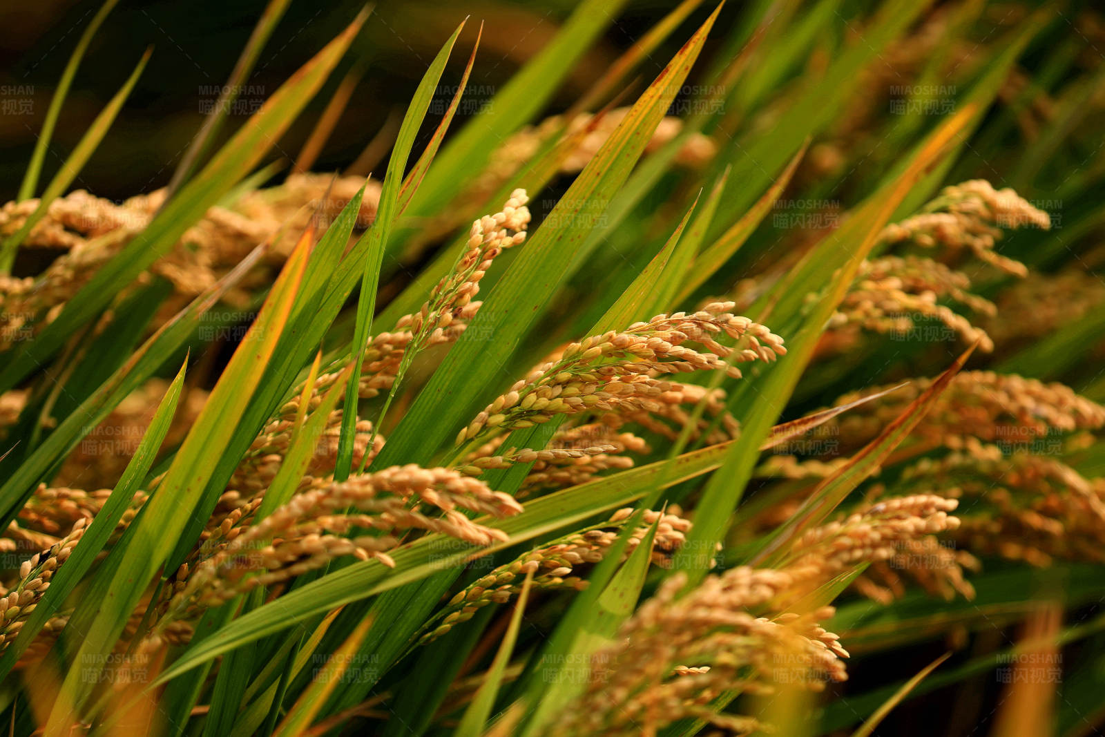 秋日丰收的稻田图片