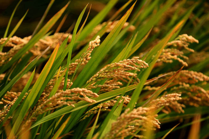 秋日丰收的稻田图片