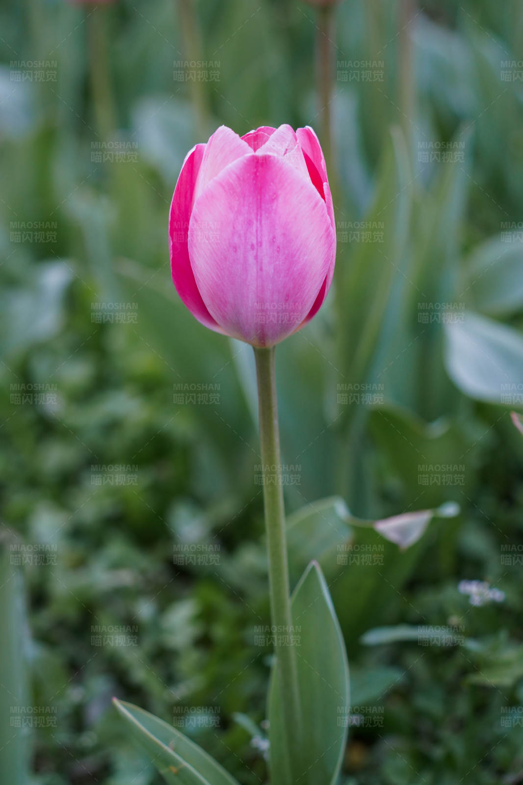 粉色郁金香的美丽瞬间图片