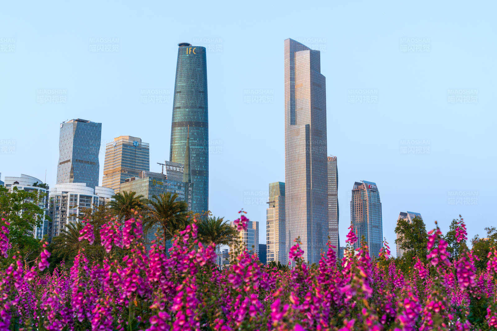 广州珠江新城摩天大楼与春天花海图片