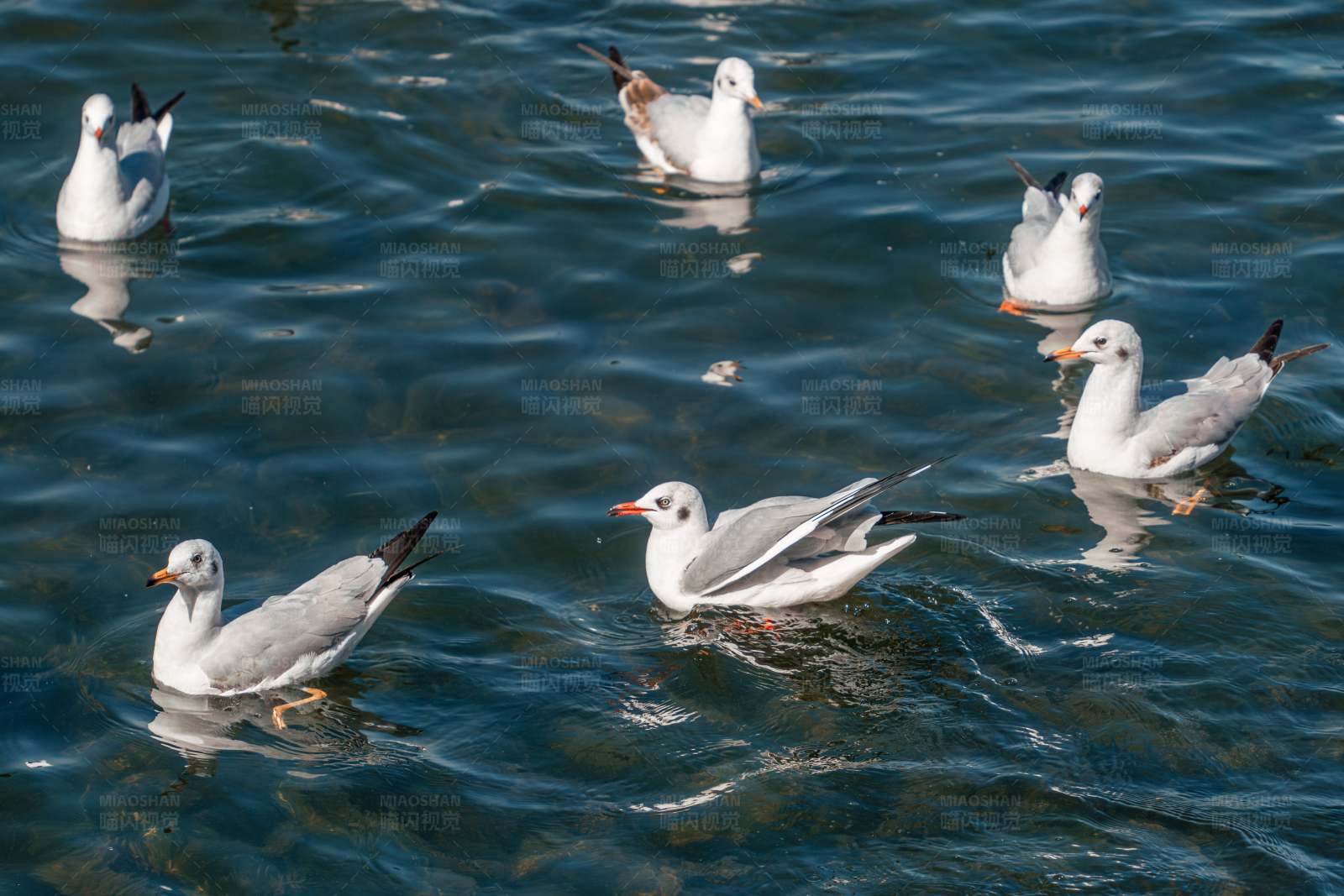 湖面游弋的海鸥图片