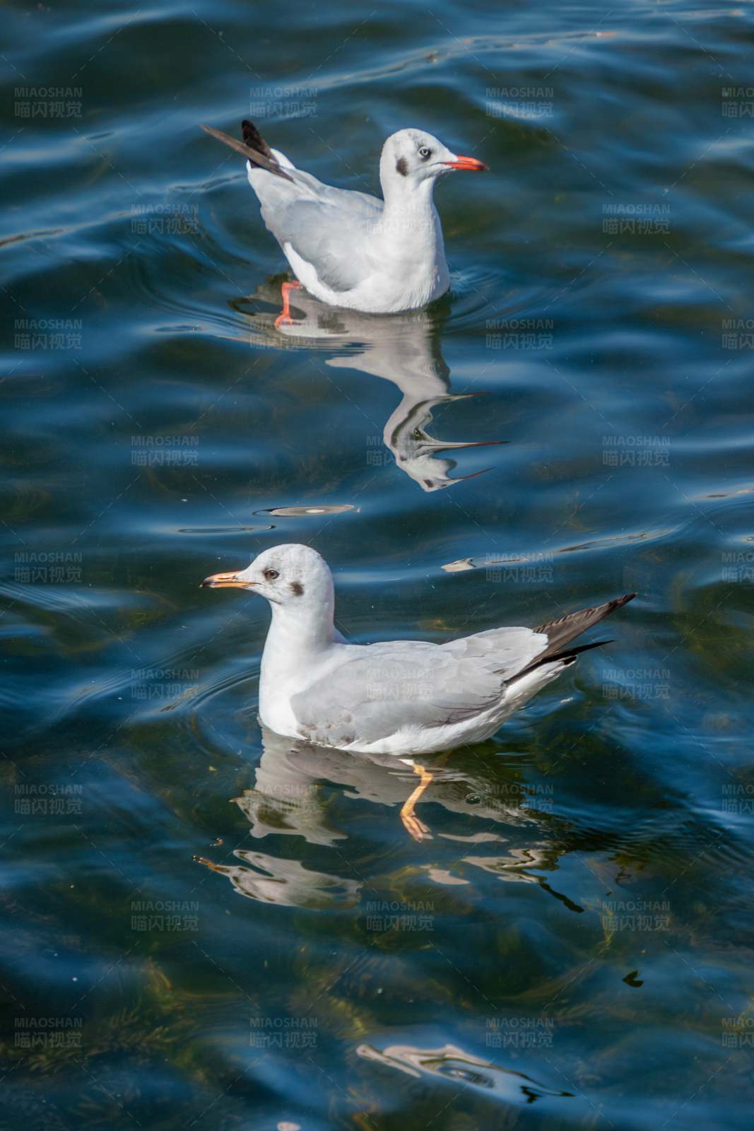 湖面双鸥图片