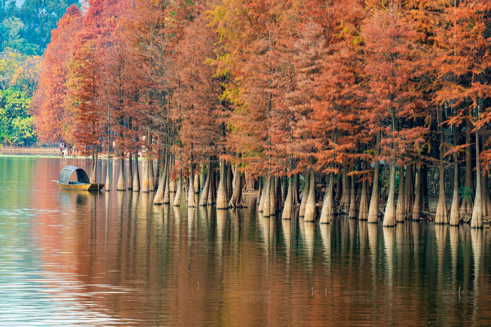 秋天的落羽杉图片