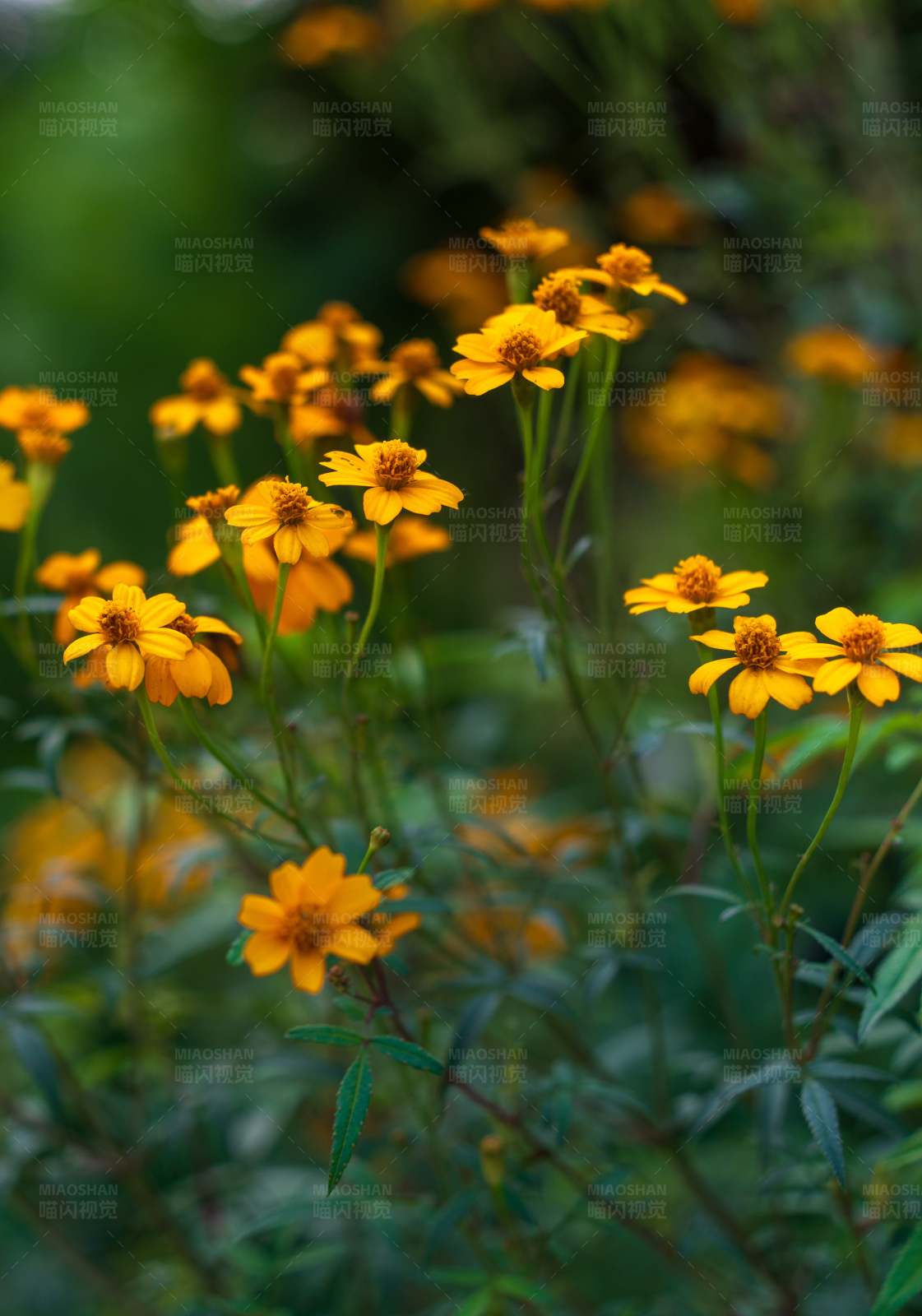 黄色小花在绿叶间图片