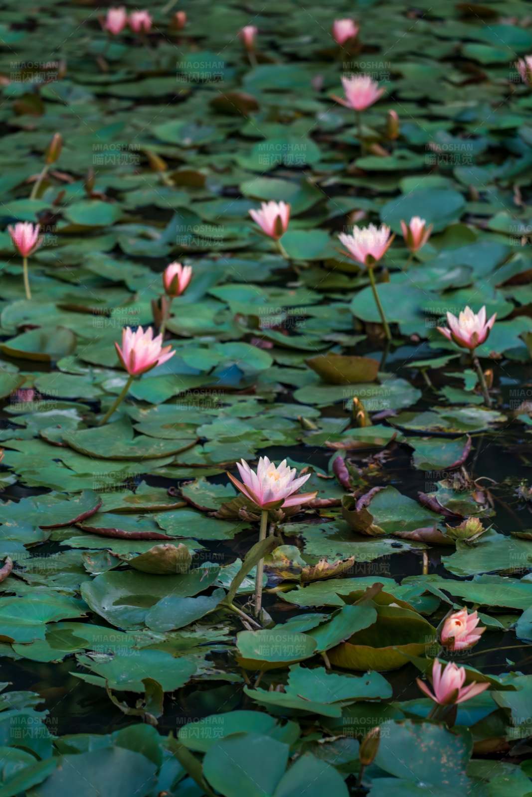 池塘里的粉色莲花图片