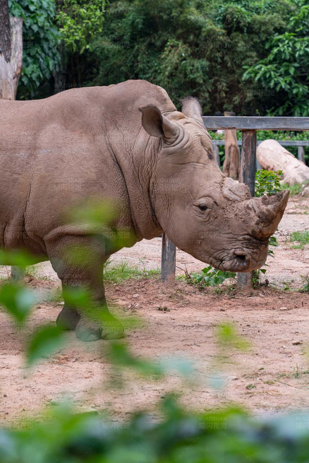 动物园里的犀牛图片