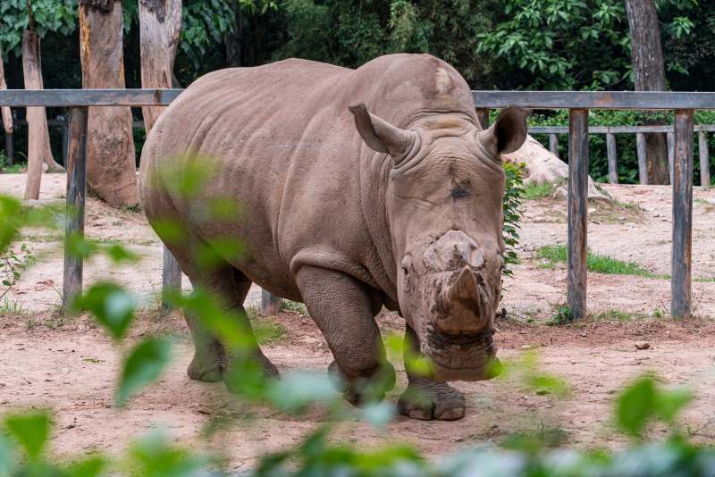 动物园里的犀牛图片