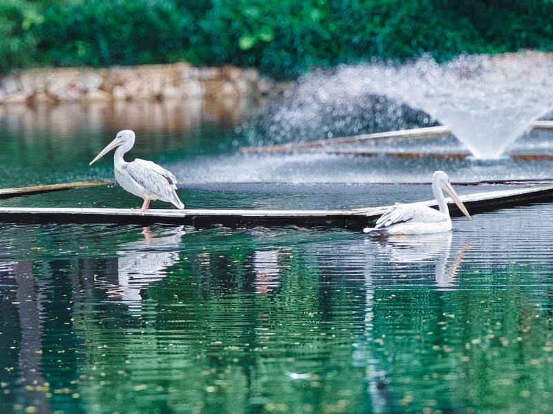 湖中鹈鹕与喷泉图片