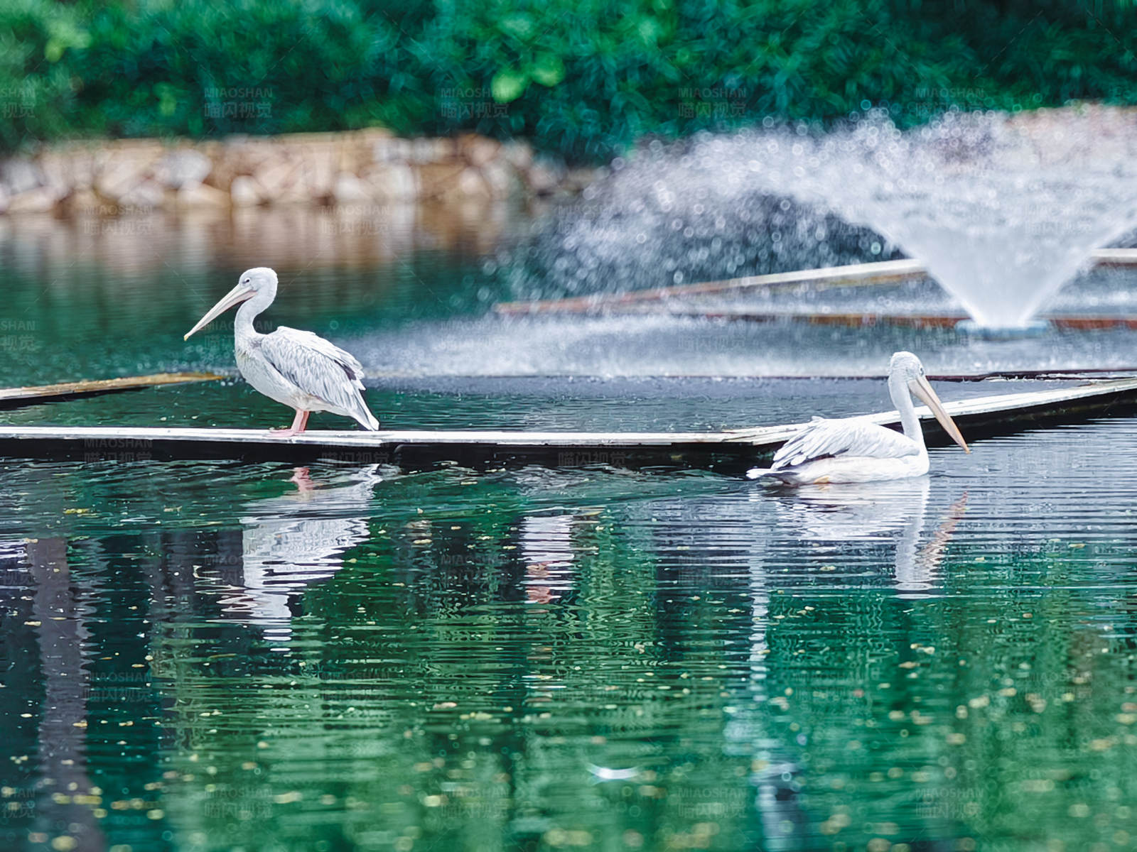 湖中鹈鹕与喷泉图片