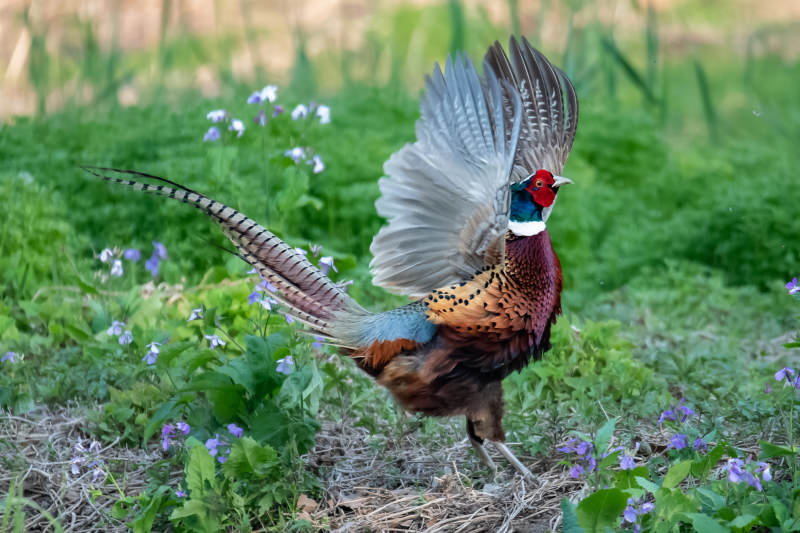 雉鸡展翅 花间起舞图片
