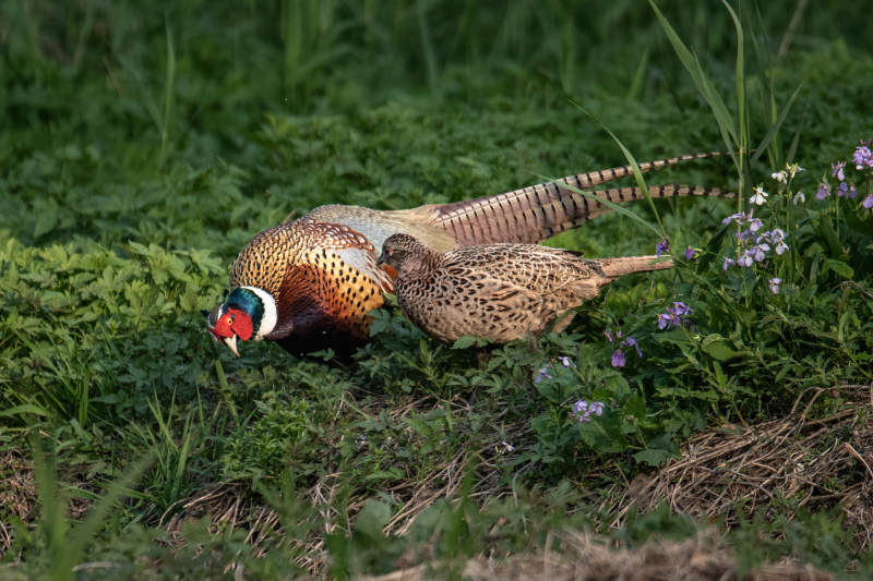 野鸡觅食花丛中图片