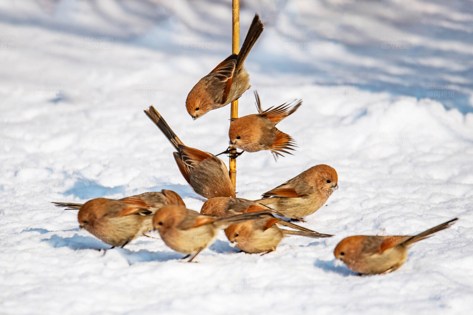 雪地里的小鸟聚会图片