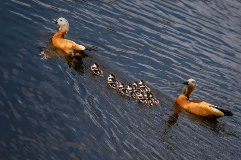 鸭子家庭游水记图片