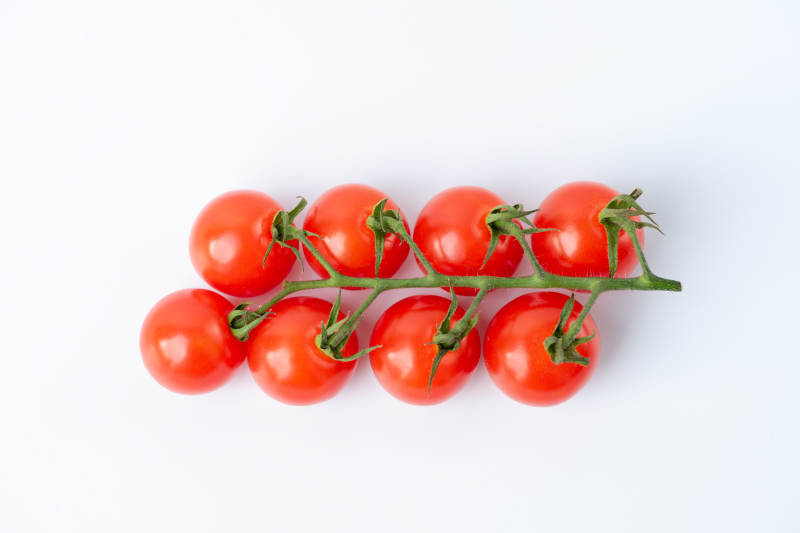 樱桃番茄枝图片