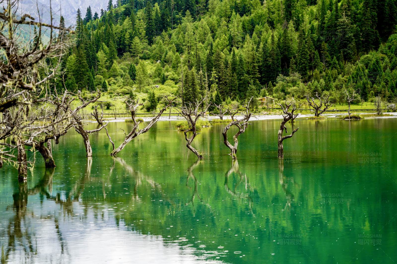 隆珠措湖中枯树倒影图片