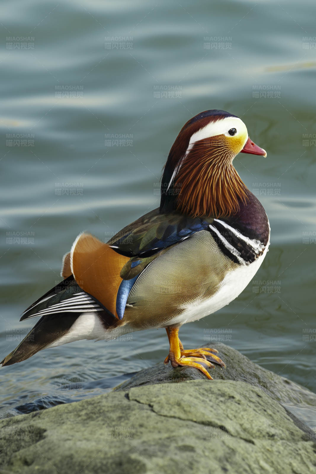 鸳鸯栖息于湖畔岩石上图片