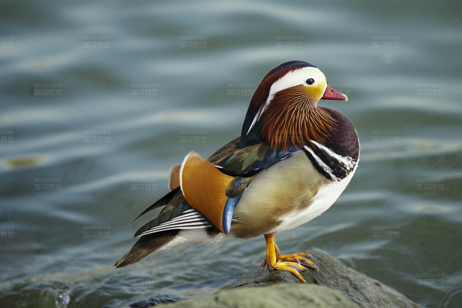 鸳鸯栖石畔图片