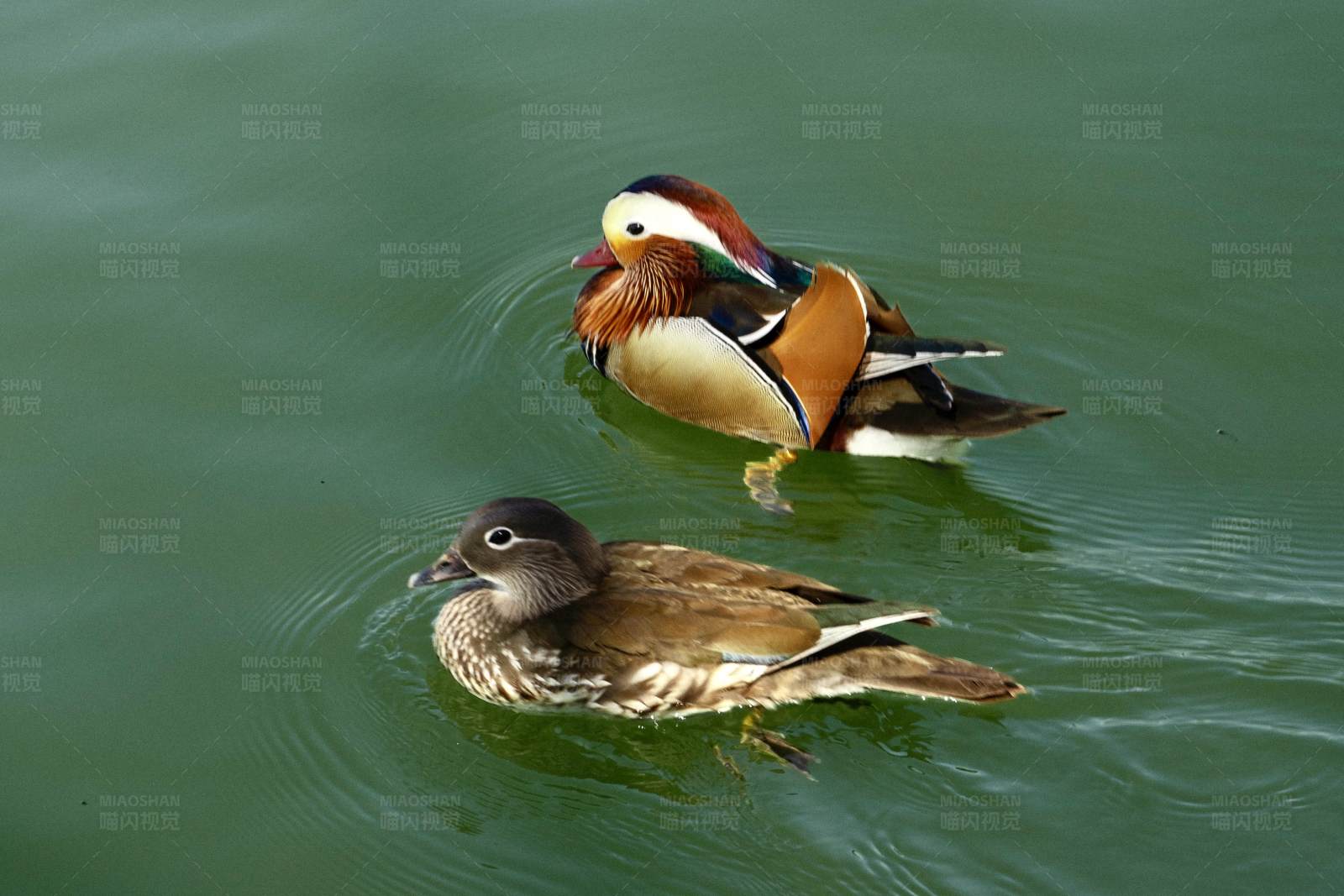 鸳鸯水中游图片