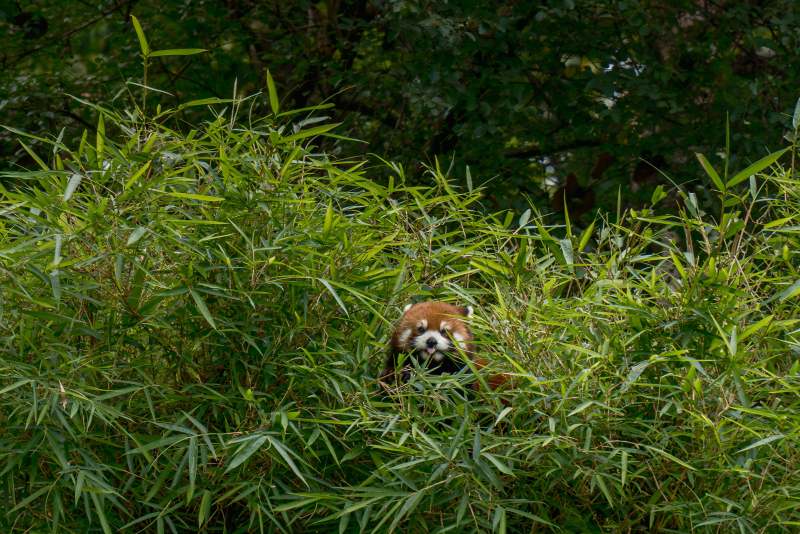竹林中的小熊猫图片