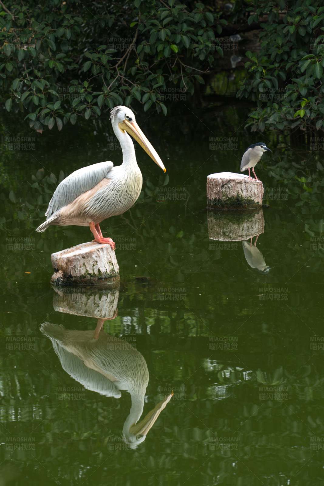 湖上鹈鹕与鹭鸟图片