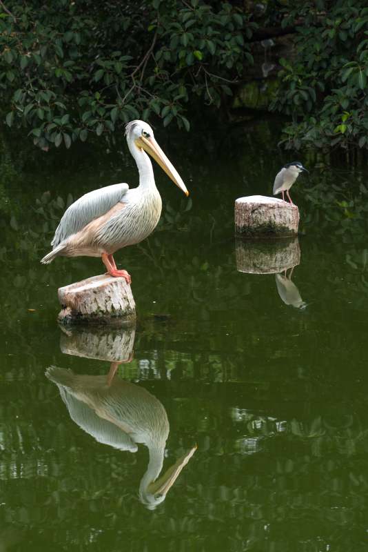 湖上鹈鹕与鹭鸟图片