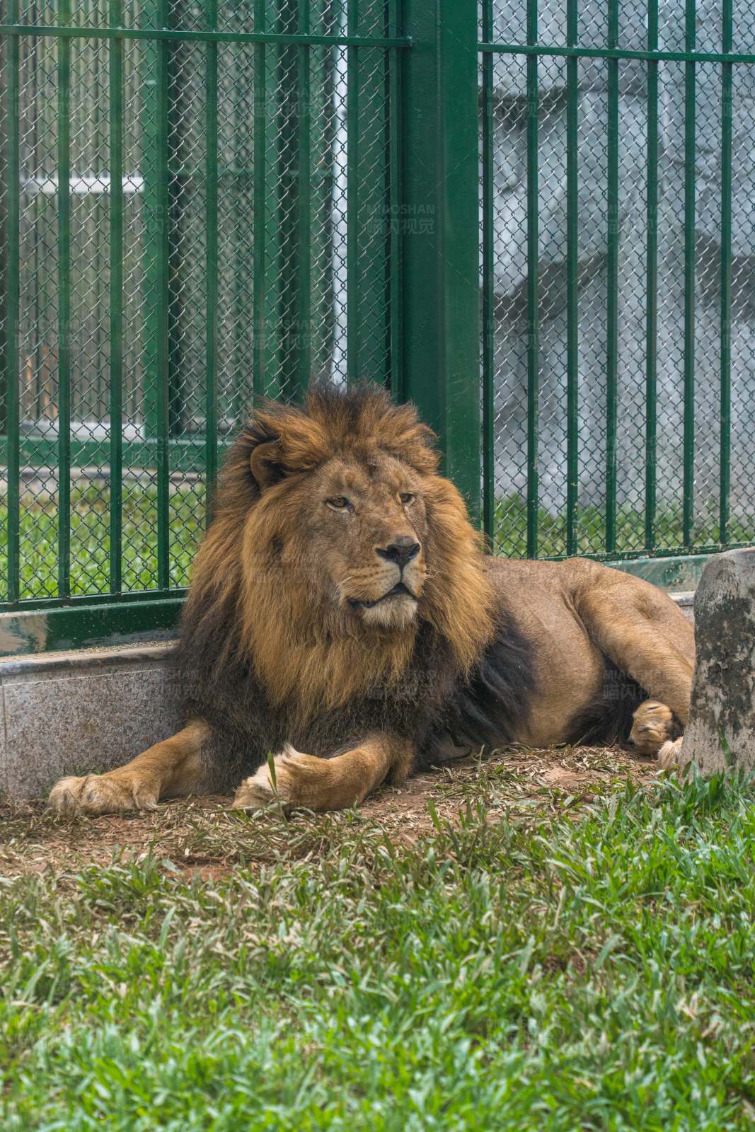 笼中雄狮图片
