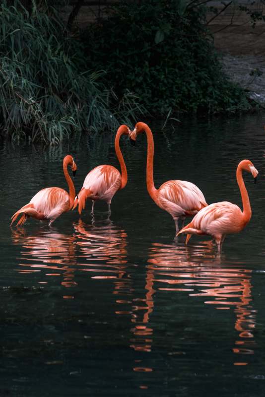 湖中火烈鸟的优雅姿态图片