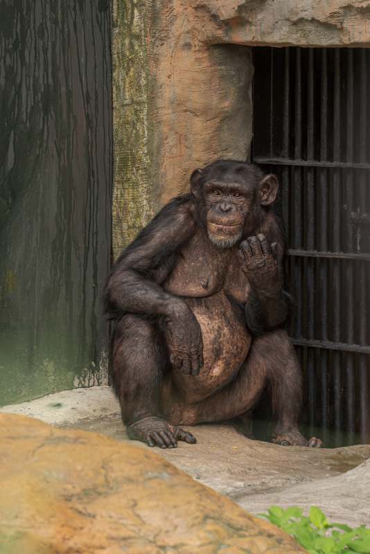 沉思的黑猩猩图片