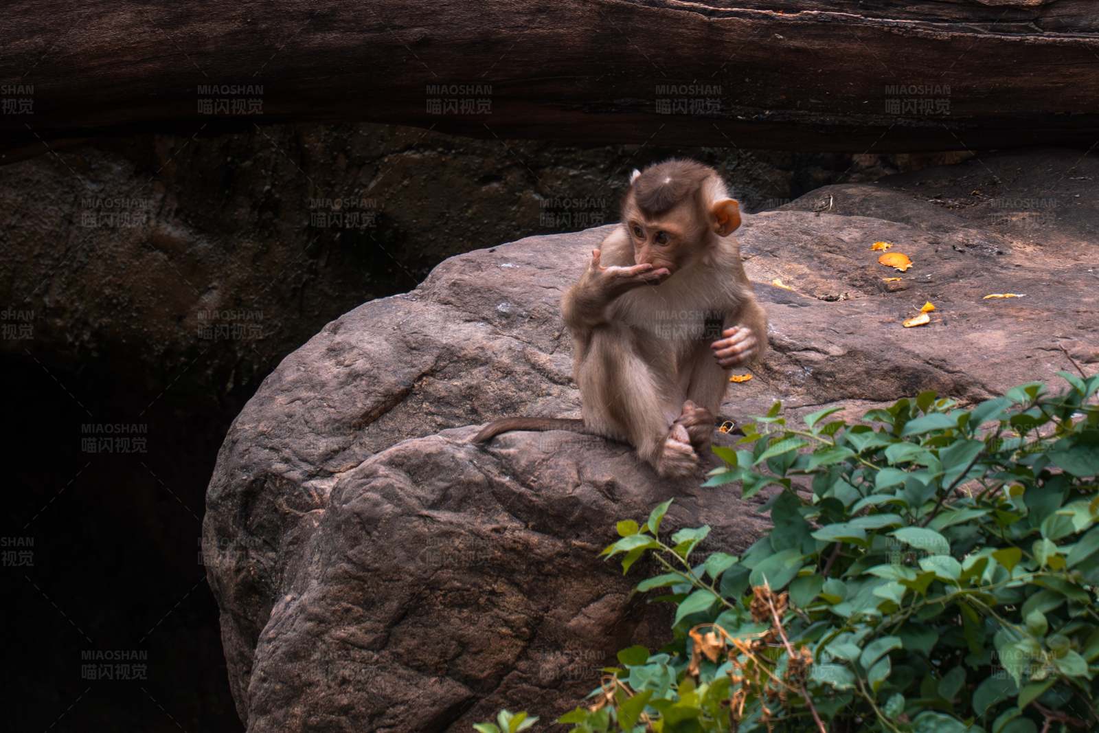 小猴坐在岩石上吃东西图片