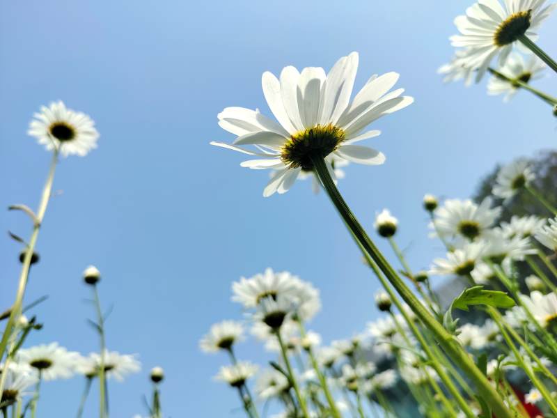 雏菊迎蓝天图片