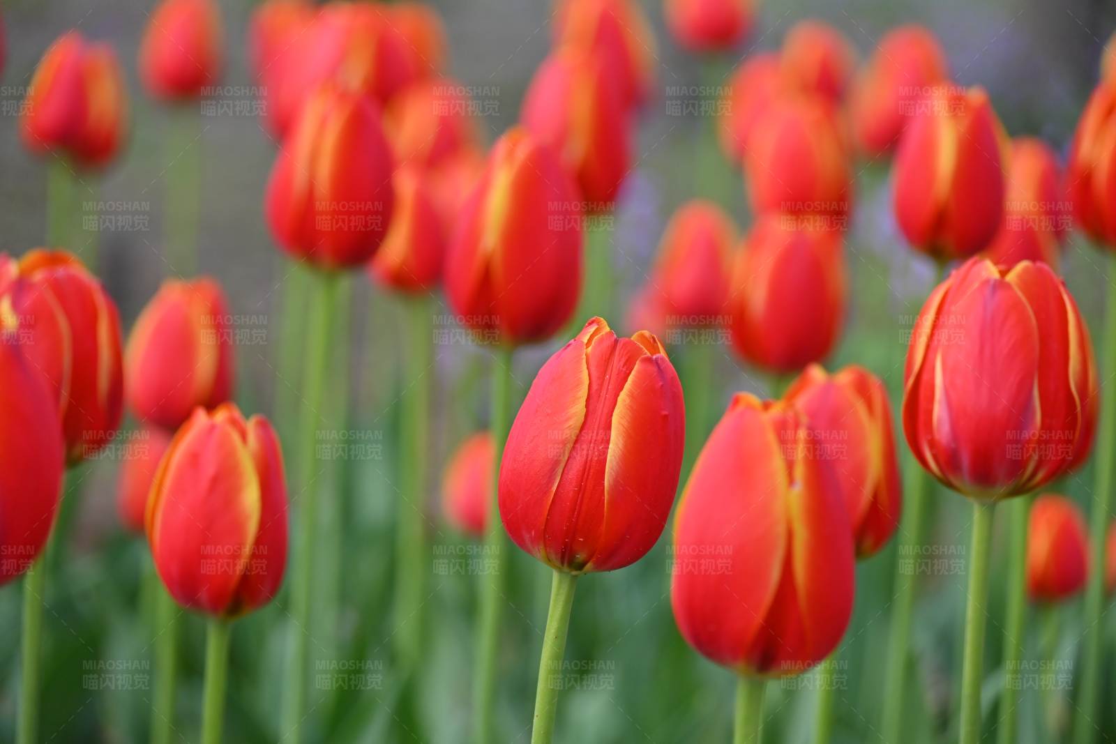 红色郁金香花海图片