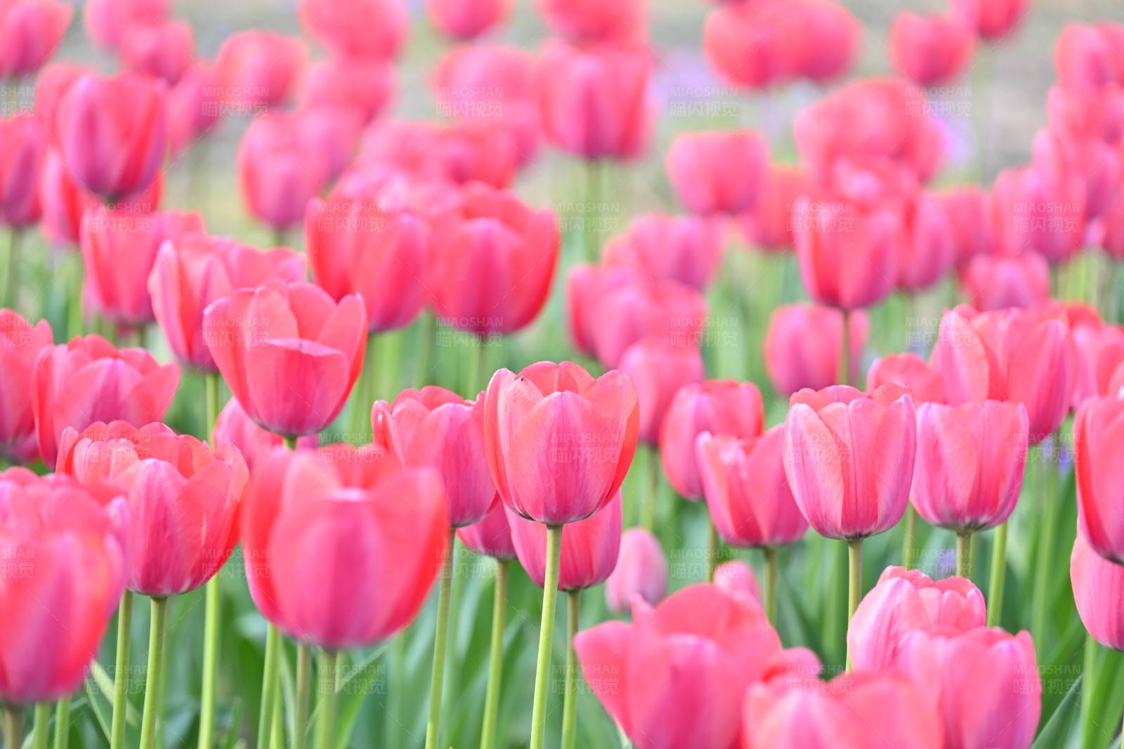 粉色郁金香花海图片