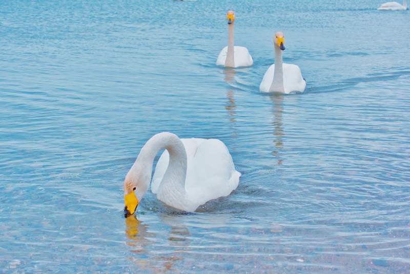 湖中三只天鹅图片