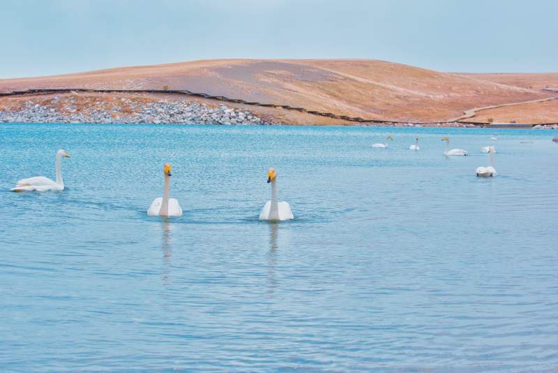 湖中天鹅游图片
