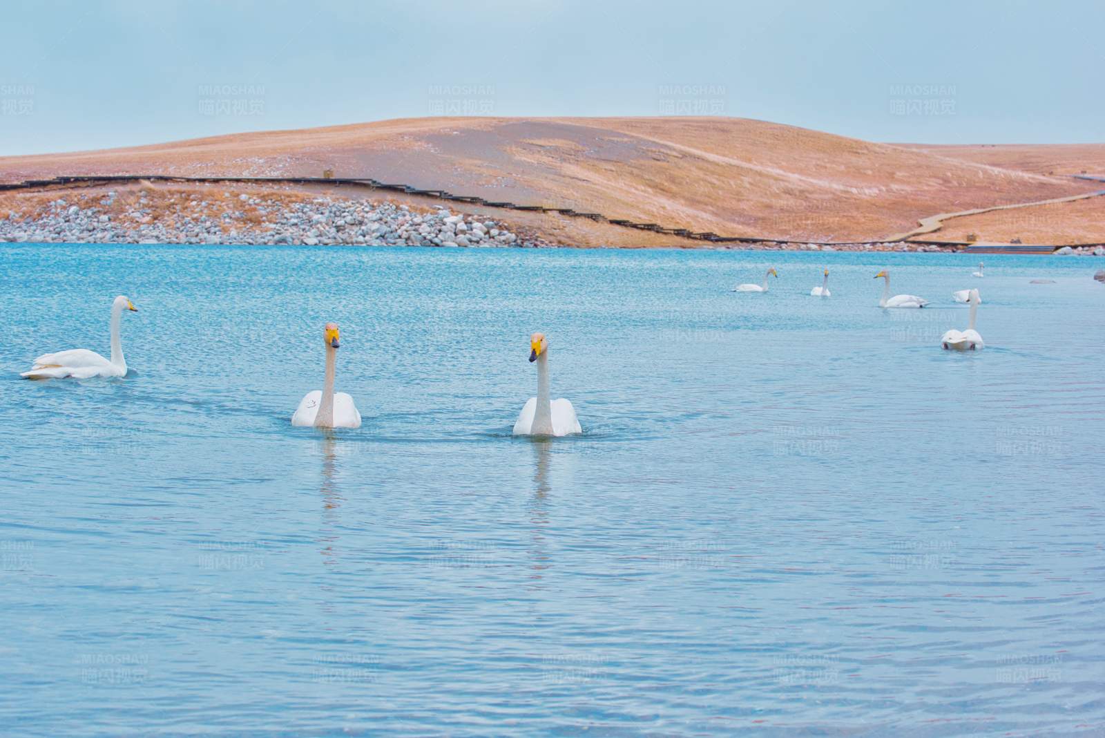 湖中天鹅游图片