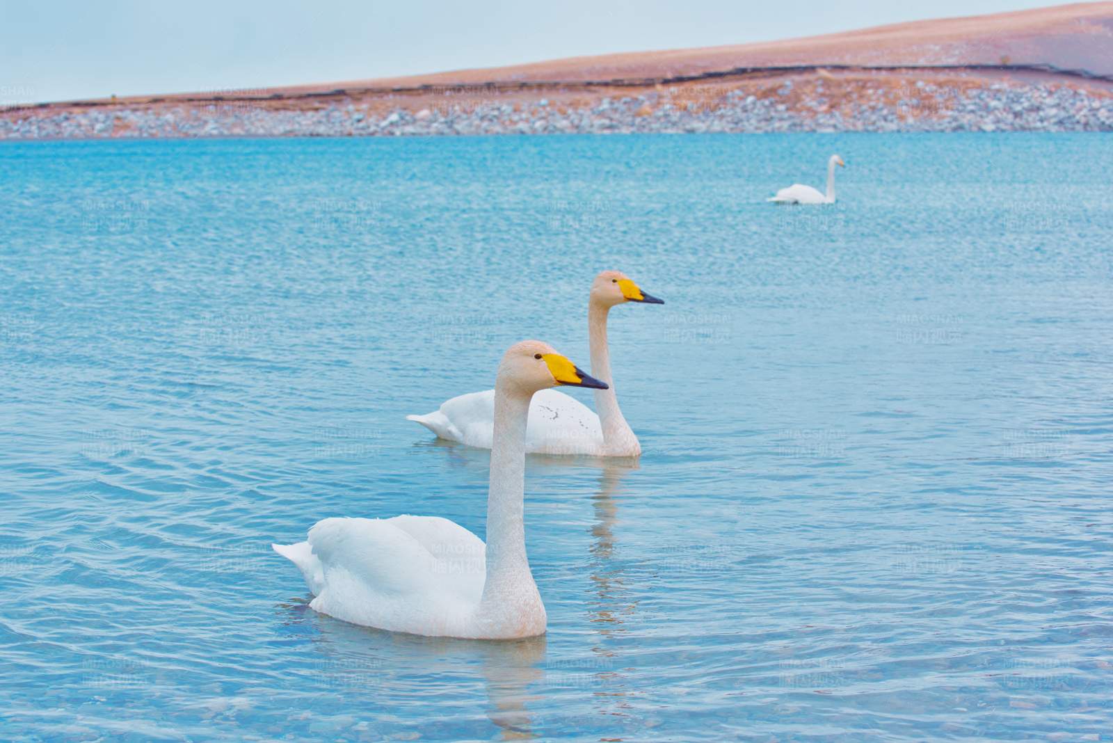 湖中天鹅游图片